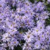 Aster Frikart Mönch (x3)