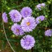 Aster Nouvelle-Belgique Marie Ballard (x3)