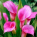 Aronskelk roze (x2)