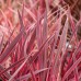 Australische cordyline Festival Raspberry®