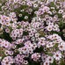 Aster Kylie