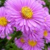 Aster Patricia Ballard (x3)
