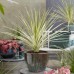 Australische cordyline Lime Passion®