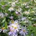 Aster  Lutetia (x3)
