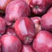 Appelboom 'Starking Delicious'
