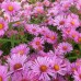 Aster 'Rudelsburg' (x3)