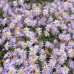Aster Eleven Purple