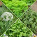 Aromatische Collectie #1