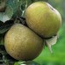 Appelboom 'Reinette du Canada'