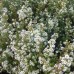 Aster Schneetanne (x3)