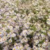 Aster Erlkönig (x3)