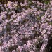 Aster Pink Star (x3)