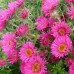 Aster 'Andenken an Alma Potschke' (x3)