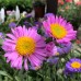 Aster Happy End (x3)