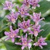 Armeluisorchidee